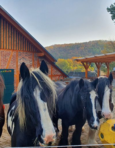 Ein Mann in einer blauen Jacke und einer grauen Mütze füttert vier Pferde