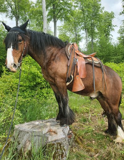 Das Pferd Navajo steht mit Sattel und Zaumzeug auf einem Baumstumpf