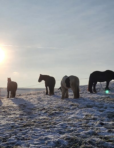Fünf Pferde auf einem schneebedeckten Hügel