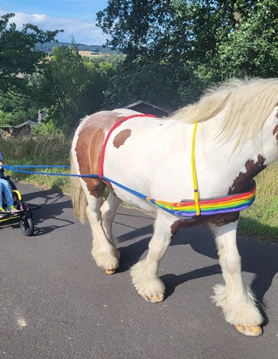 Eine Person in einem Rollstuhl wird auf einer asphaltierten Straße von einer Frau und einem braun-weißen Pferd gezogen. Das Pferd trägt ein Halfter und ein Brustgeschirr in Regenbogenfarben.