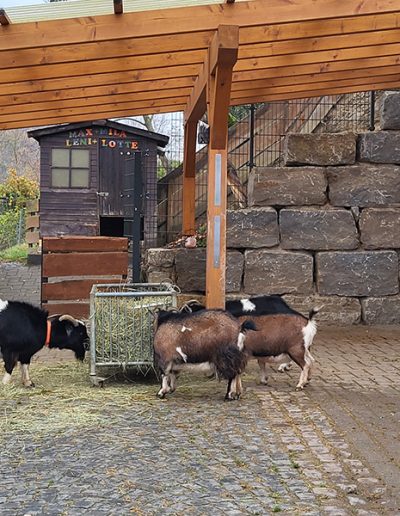 Vier Ziegen "MAX UND MILA, LENI UND LOTTE"