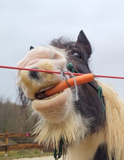 Das Bild ist eine Nahaufnahme vom Kopf des gescheckten Pferdes Willi, das auf lustige Weise eine Karotte hält