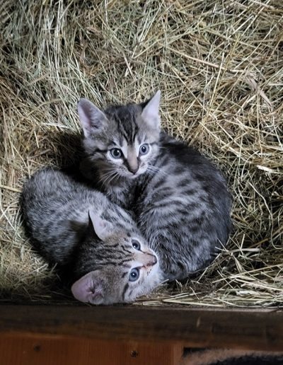 Zwei kleine getigerte Kätzchen kuscheln im Heu