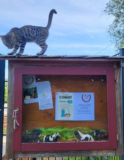 Junge, getigerte Katze balanciert auf einem roten Informationskasten