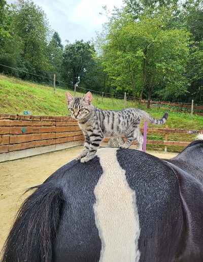 Katze auf Pferderücken