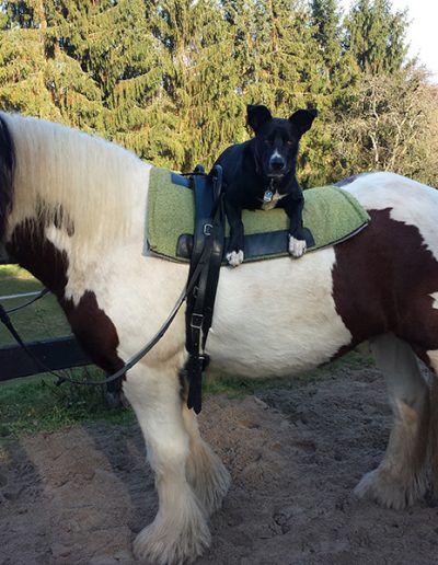 Hund Sam liegt auf Pferd Willi