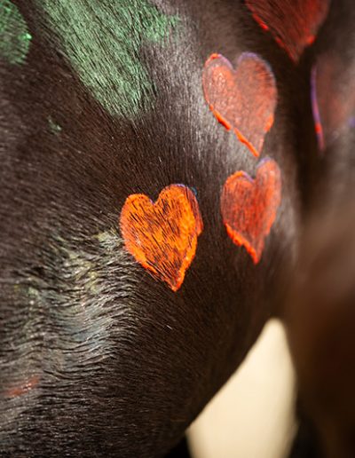 Nahaufnahme des dunklen Fells eines Pferdes